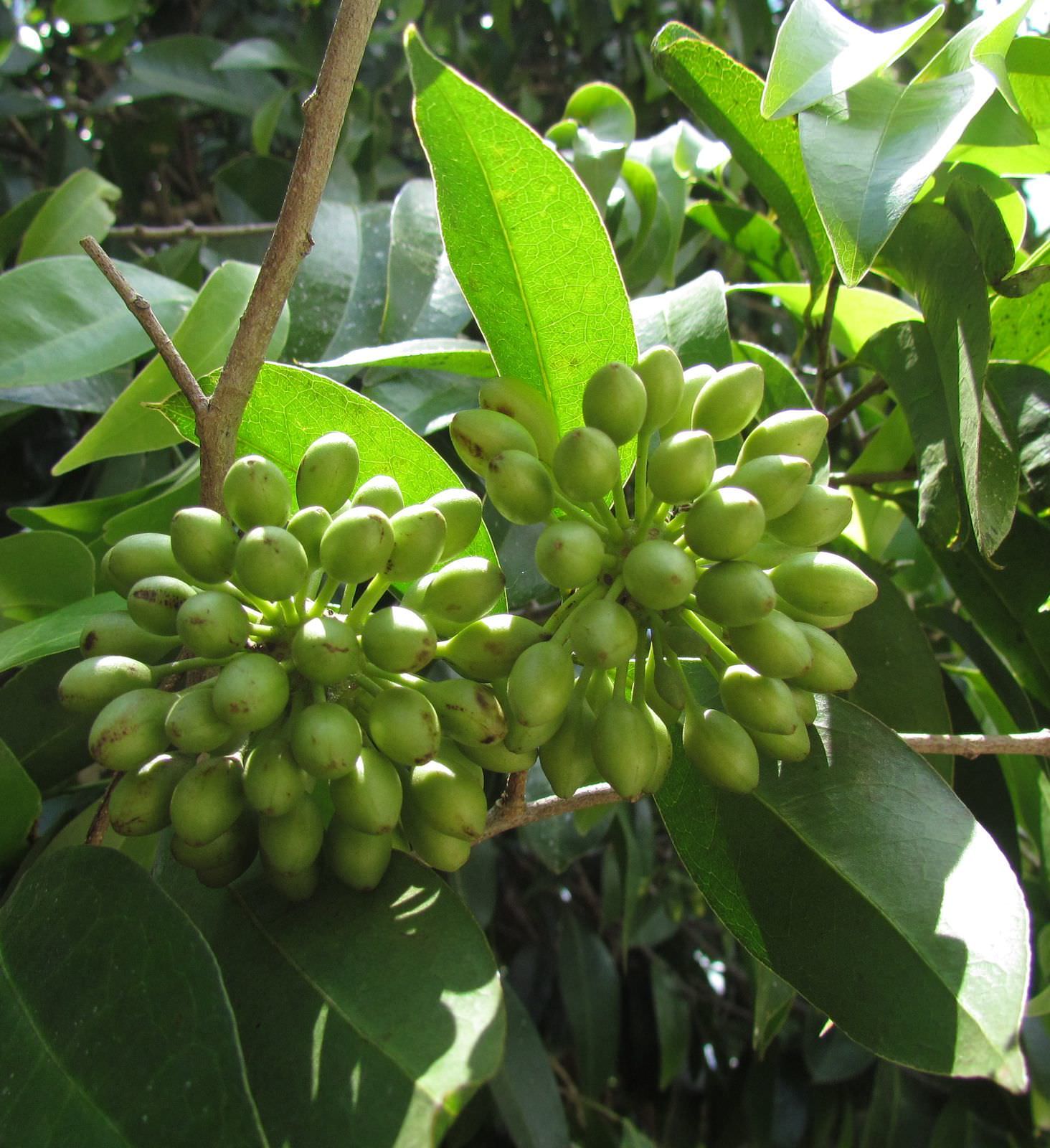 Mosannona depressa